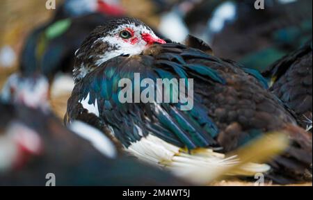 Les canards de muscovy domestiques sont assis en groupe et un canard au centre est concentré. Canard de Muscovy à face rouge. Canard de Muscovy blanc, noir et rouge à nandavan zo Banque D'Images