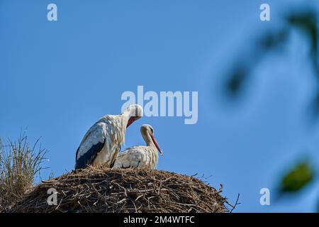 un couple de ciconies blanches, ciconia ciconia, assis dans leur grand nid d'eyrie et à couver sur une journée claire et ensoleillée avec le ciel bleu Banque D'Images