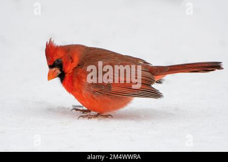 Un cardinal rouge vif, originaire du sud de la Louisiane, fait ses incurvés dans la neige le jour rare Banque D'Images