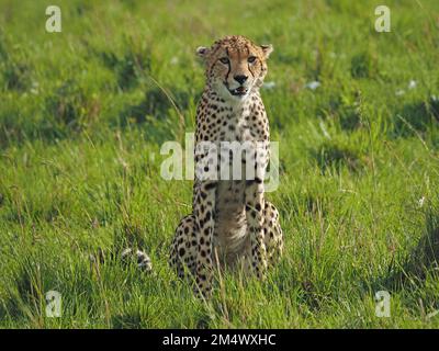 Cheetah cub (Acinonyx jubatus) en train de regarder les proies et les ennemis assis debout sur les plaines herbeuses de Masai Mara, Kenya, Afrique Banque D'Images