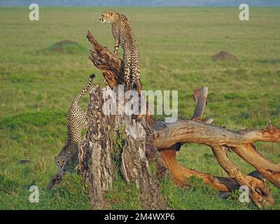 2 Cubs de Cheetah cultivés (Acinonyx jubatus) compétences d'apprentissage escalade de l'arbre de belvédère mort tombé sur les plaines herbeuses de Masai Mara zones de conservation, Kenya, Afrique Banque D'Images