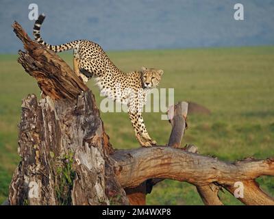 Cheetah cub cultivé (Acinonyx jubatus) compétences d'apprentissage escalade de l'arbre d'observation mort tombé sur les plaines herbeuses de Masai Mara conservoses, Kenya, Afrique Banque D'Images