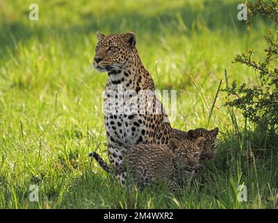 Léopard femelle adulte (Panthera pardus) sans léopard avec deux jeunes petits assis à l'ombre du bord de bois à conservancy, Grand Mara, Kenya, Afrique Banque D'Images