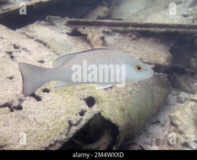 Un choix de marins isolés (Haemulon parra) à South Bimini, Bahamas Banque D'Images