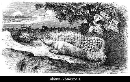 Petite fée armadillo;, Chlamyphorus truncatus, anonym (livre de zoologie, 1882), Gürtelmull, Pichiciego Banque D'Images