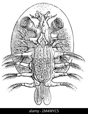 Souris de poisson commune, Argulus foliacaeus, anonym (livre de zoologie, 1886), Karpfenlaus, poux de poissons Banque D'Images