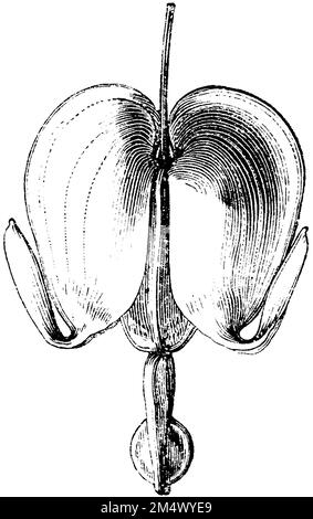 Saignement du coeur, fleur, Lamprocapnos spectabilis, anonym (, ), Tränendes Herz, Blüte, Cœur de Marie, fleur Banque D'Images