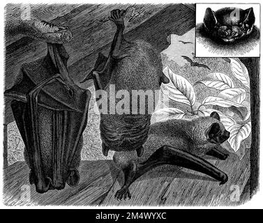 Noctule bat, Nyctalus noctula, (livre de zoologie, 1908), Großer Abendsegler, Commune de Noctule Banque D'Images
