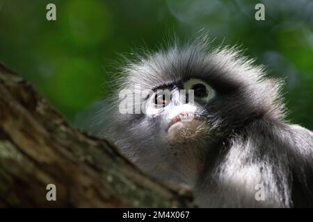 Portrait de Ducky Langur dans la nature - le singe feuille Dusky est originaire du sud de la Thaïlande Banque D'Images