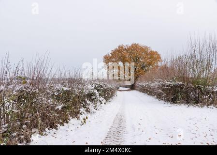 Arbre sur une voie enneigée Banque D'Images