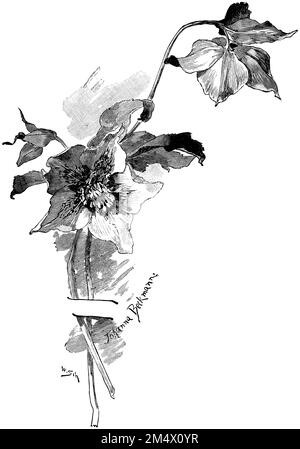 Hellebore noir, Helleborus niger, (livre botanique, 1907), Christrose, Hellébore noir Banque D'Images