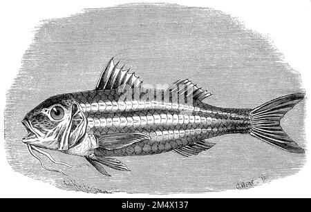 Mullus surmuletus, Mullus surmuletus, (livre de zoologie, 1872), Streifenbarbe, Rouget-barbet Banque D'Images