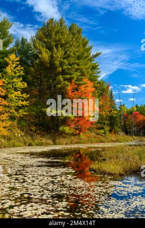 Forêt d'automne au bord d'un étang de castors, parc provincial Algonquin, Ontario, Canada Banque D'Images