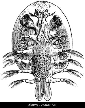 Souris de poisson commune, Argulus foliacaeus, (livre de zoologie, 1872), Karpfenlaus, poux de poissons Banque D'Images