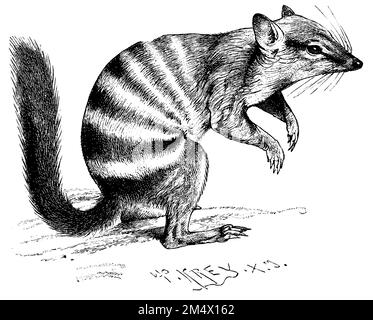 numbat, Myrmecobius fasciatus, W. Kühnert U. W. Krey (ouvrage d'histoire de l'évolution, 1893), Numbat, numbat Banque D'Images