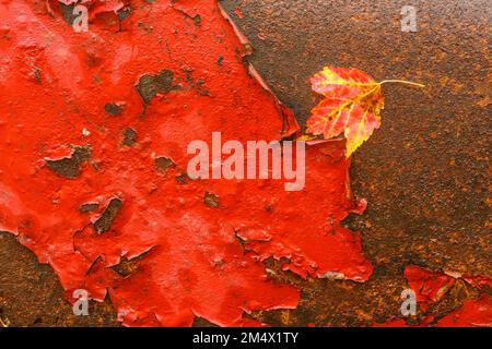 Feuilles d'automne tombées, châssis de camion abandonné rouillé dans les bois, parc provincial Algonquin, Ontario, Canada Banque D'Images