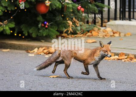 Londres, Royaume-Uni, 06th décembre 2022. Un renard qui a été nommé « Liam » fait des hurles dans Downing Street. Les ministres du gouvernement Sunak assistent à la réunion hebdomadaire Banque D'Images