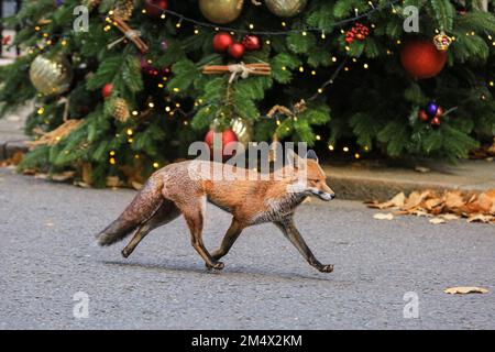 Wild Fox passe devant le Christmas Tree à Downing Street, Westminster, Londres, Royaume-Uni Banque D'Images