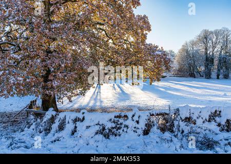 Début de l'hiver neige sur un chêne encore en feuilles sur les Cotswolds à Crickley Hill Country Park, Birdlip, Gloucestershire, Angleterre Royaume-Uni Banque D'Images