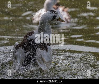 Un canard éclaboussant de l'eau dans un lac Banque D'Images