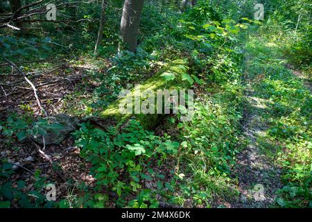 Plancher de forêt avec un tronc d'arbre recouvert de beaucoup de mousse. Photo de haute qualité Banque D'Images