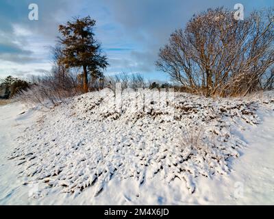 Un nouveau revêtement de neige a transformé un genièvre, des arbustes et un cèdre en textures de neige sur la plage de Newport Bay, Newport State Park, Door County, Wisconsin Banque D'Images