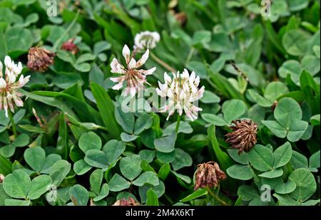 Fleurs de trèfle blanches (Trifolium repens) sur le jardin Banque D'Images