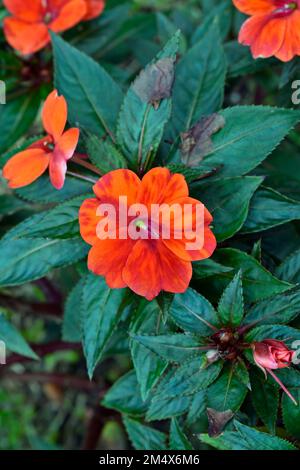 Fleurs de Lizzie (Impatiens walleriana ou Impatiens sultanii) sur le jardin Banque D'Images