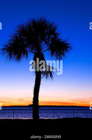 Palm Tree à Dunedin en Floride Banque D'Images