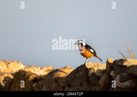 Le mâle redstart de Moussier, Phoenicurus moussieri, Maroc. Banque D'Images