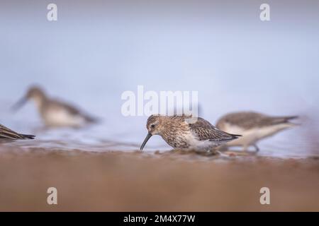 Dunlin, Calidris alpina, Parc national de Souss Massa, Maroc Banque D'Images