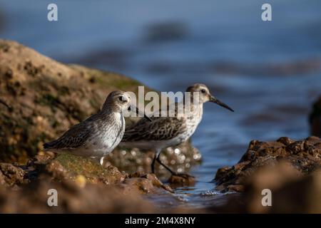 Dunlin, Calidris alpina, Inezgane, Maroc. Banque D'Images