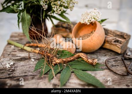 Récolte fraîche AÎNÉ NAIN racine biologique en vrac Herbe, Sambucus ebulus avec un bouquet de fleurs danewort. Banque D'Images