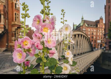 Des creux roses et blancs fleurissent au printemps Banque D'Images