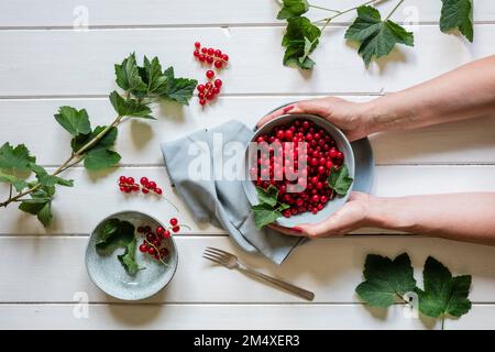 Mains d'une femme tenant un bol de raisins de Corinthe rouges frais Banque D'Images