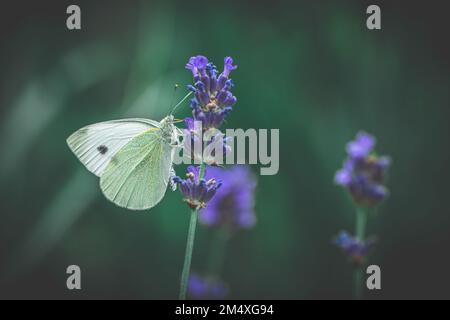 Un gros plan d'un papillon blanc de chou pollinisant sur une fleur de lavande Banque D'Images