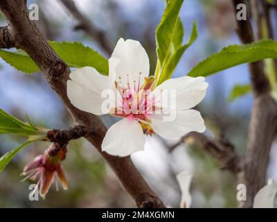 Fleur d'amande blanche sur la branche de l'arbre Banque D'Images