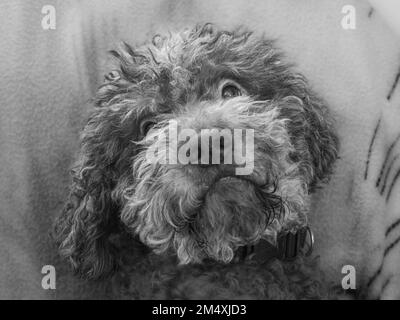 Le joli romagnolo de Lagotto se trouve à la maison. Chien brun avec taches beige. La race est également connue sous le nom de waterdog italien, chien de truffe. Banque D'Images