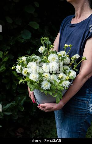 Section médiane de la femme tenant un seau de dahlias fraîchement coupées de la variété White Aster Banque D'Images