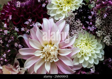 Bouquet de trois variétés de dahlias mélangées à d'autres fleurs Banque D'Images