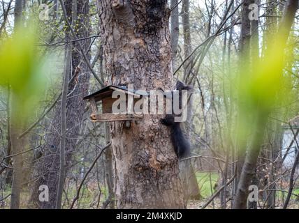 L'écureuil attrapant la nourriture de la maison d'oiseaux accrochée sur l'arbre Banque D'Images