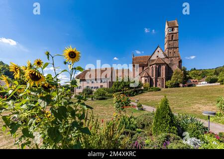 Allemagne, Bade-Wurtemberg, Alpirsbach, Sunflowers fleurant dans le jardin en face de l'abbaye d'Alpirsbach Banque D'Images