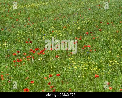 Fleurs sauvages, Piano Grande, Castelluccio, Ombrie, Italie, Europe Banque D'Images