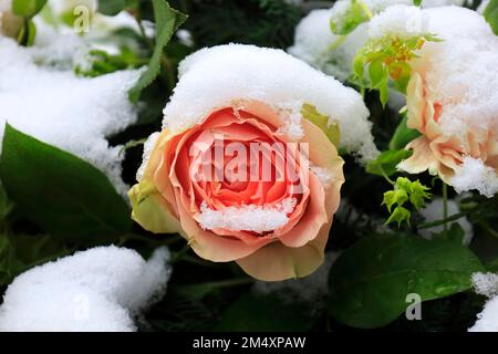 Rose enneigée en hiver Banque D'Images