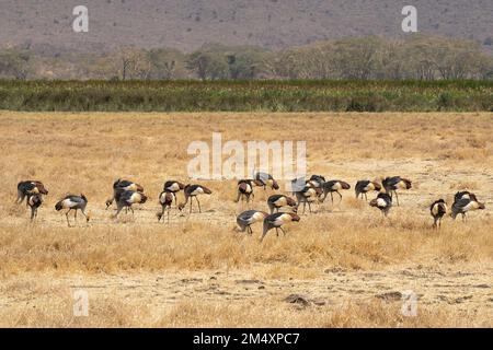 Un groupe de grues à couronne grise fourragent dans un champ sec de la savane tanzanienne. Banque D'Images