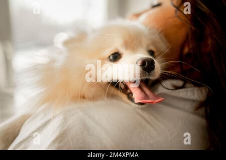 Jeune femme avec mignon chien de Pomeranian Banque D'Images