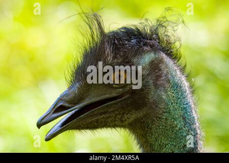 Portrait d'une union monétaire Banque D'Images
