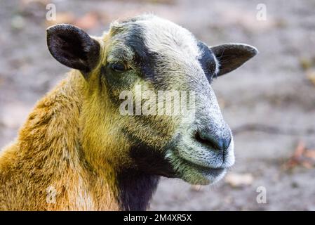 Un mouton mouflon femelle Banque D'Images