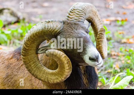 Portrait d'un mouton moufflon mâle Banque D'Images