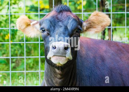 Une vache regarde la caméra dans son enclos. Banque D'Images